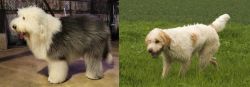 Old English Sheepdog vs Briquet Griffon Vendeen - Breed Comparison