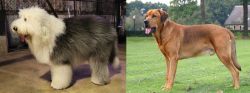 Old English Sheepdog vs Broholmer - Breed Comparison