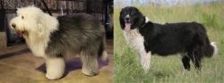 Old English Sheepdog vs Bulgarian Shepherd - Breed Comparison