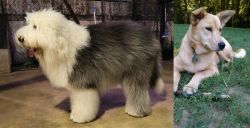 Old English Sheepdog vs Carolina Dog - Breed Comparison