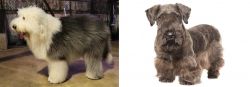 Old English Sheepdog vs Cesky Terrier - Breed Comparison