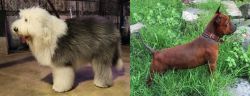 Old English Sheepdog vs Chinese Chongqing Dog - Breed Comparison