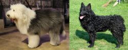 Old English Sheepdog vs Croatian Sheepdog - Breed Comparison