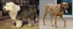 Old English Sheepdog vs Danish Broholmer - Breed Comparison