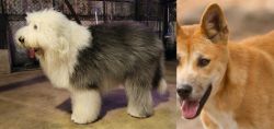 Old English Sheepdog vs Dingo - Breed Comparison
