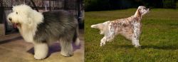 Old English Sheepdog vs English Setter - Breed Comparison