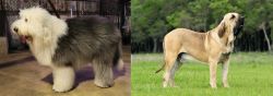 Old English Sheepdog vs Fila Brasileiro - Breed Comparison