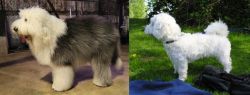 Old English Sheepdog vs Franzuskaya Bolonka - Breed Comparison