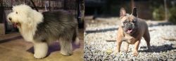 Old English Sheepdog vs French Bulldog - Breed Comparison
