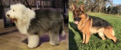 Old English Sheepdog vs German Shepherd - Breed Comparison