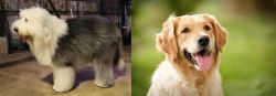 Old English Sheepdog vs Golden Retriever - Breed Comparison