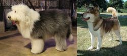 Old English Sheepdog vs Greenland Dog - Breed Comparison