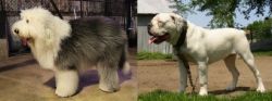 Old English Sheepdog vs Hermes Bulldogge - Breed Comparison