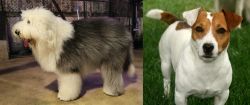 Old English Sheepdog vs Irish Jack Russell - Breed Comparison