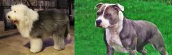 Old English Sheepdog vs Irish Staffordshire Bull Terrier - Breed Comparison