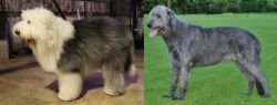 Old English Sheepdog vs Irish Wolfhound - Breed Comparison