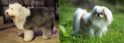Old English Sheepdog vs Japanese Chin - Breed Comparison