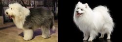 Old English Sheepdog vs Japanese Spitz - Breed Comparison