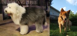 Old English Sheepdog vs Karelo-Finnish Laika - Breed Comparison