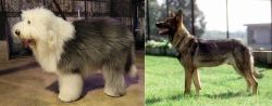 Old English Sheepdog vs Kunming Dog - Breed Comparison