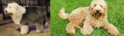 Old English Sheepdog vs Labradoodle - Breed Comparison