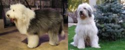 Old English Sheepdog vs Mioritic Sheepdog - Breed Comparison