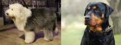Old English Sheepdog vs Rottweiler - Breed Comparison