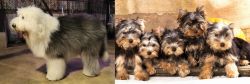 Old English Sheepdog vs Yorkshire Terrier - Breed Comparison