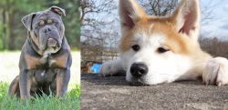 Olde English Bulldogge vs Akita - Breed Comparison