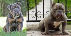 Olde English Bulldogge vs American Bully - Breed Comparison