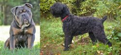 Olde English Bulldogge vs Black Russian Terrier - Breed Comparison