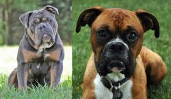 Olde English Bulldogge vs Boxer - Breed Comparison