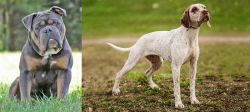 Olde English Bulldogge vs Braque du Bourbonnais - Breed Comparison