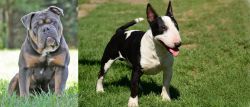 Olde English Bulldogge vs Bull Terrier Miniature - Breed Comparison