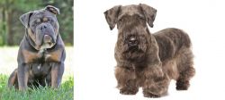 Olde English Bulldogge vs Cesky Terrier - Breed Comparison