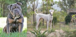 Olde English Bulldogge vs Chippiparai - Breed Comparison