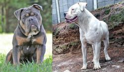 Olde English Bulldogge vs Dogo Guatemalteco - Breed Comparison