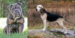 Olde English Bulldogge vs Dunker - Breed Comparison