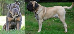 Olde English Bulldogge vs English Mastiff - Breed Comparison