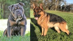 Olde English Bulldogge vs German Shepherd - Breed Comparison