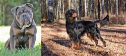Olde English Bulldogge vs Gordon Setter - Breed Comparison