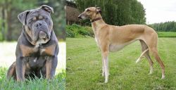 Olde English Bulldogge vs Hortaya Borzaya - Breed Comparison