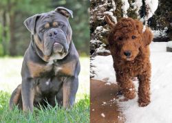 Olde English Bulldogge vs Irish Doodles - Breed Comparison
