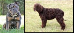 Olde English Bulldogge vs Irish Water Spaniel - Breed Comparison