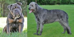 Olde English Bulldogge vs Irish Wolfhound - Breed Comparison