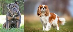Olde English Bulldogge vs King Charles Spaniel - Breed Comparison