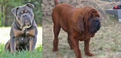 Olde English Bulldogge vs Korean Mastiff - Breed Comparison
