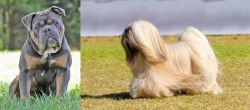 Olde English Bulldogge vs Lhasa Apso - Breed Comparison