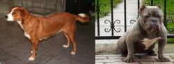 Osterreichischer Kurzhaariger Pinscher vs American Bully - Breed Comparison