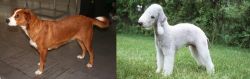 Osterreichischer Kurzhaariger Pinscher vs Bedlington Terrier - Breed Comparison